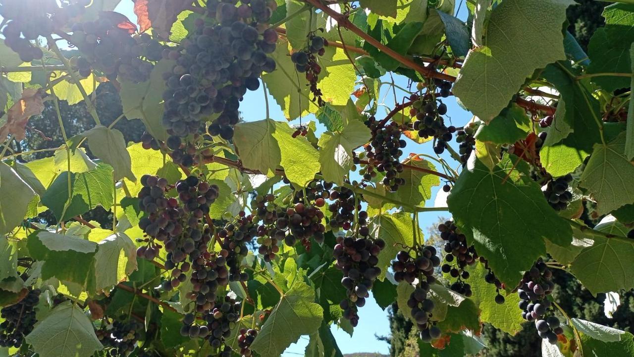 Alloggio La Perla, Quiete Ed Eleganza Con Vista Barbarano Vicentino Εξωτερικό φωτογραφία